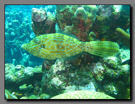 scrawled filefish